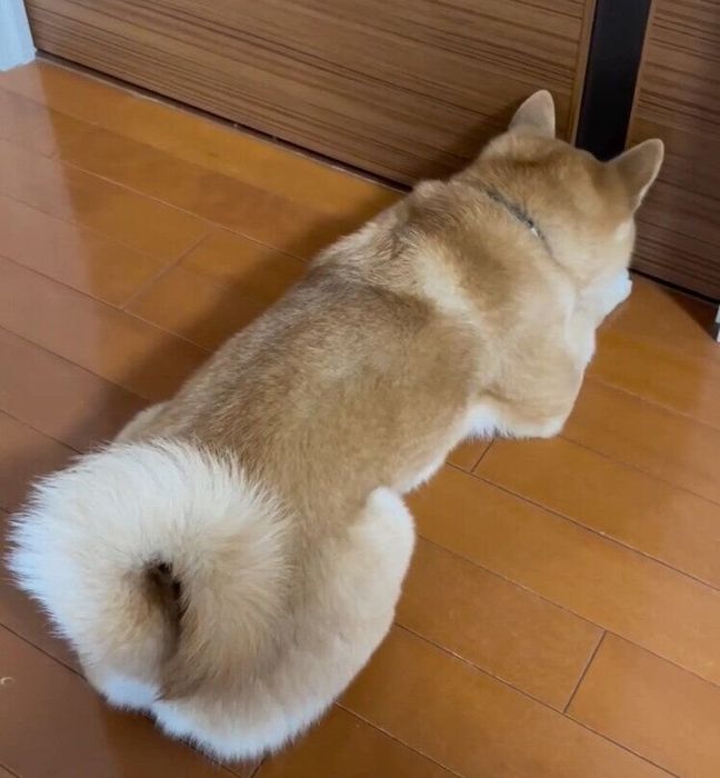 ドアの前でクンクンしながら待機する紋次郎くん