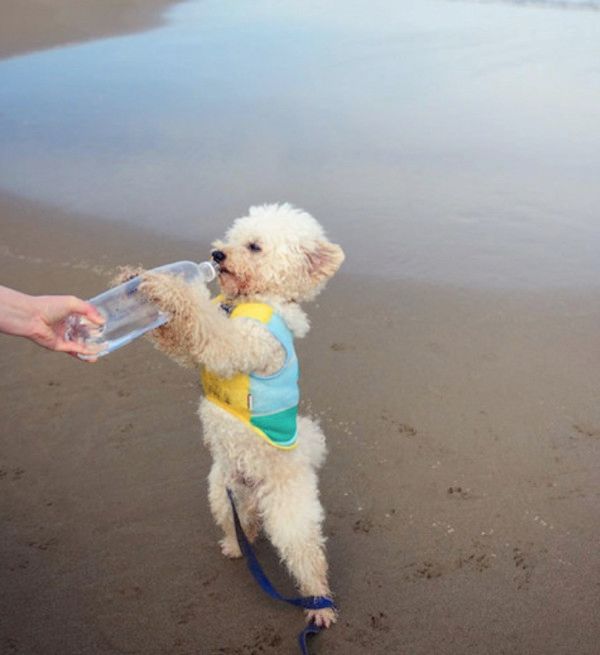 ジャンプ力がすごいトイ・プードル