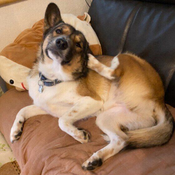 Mix（中型犬）のウニくん♪