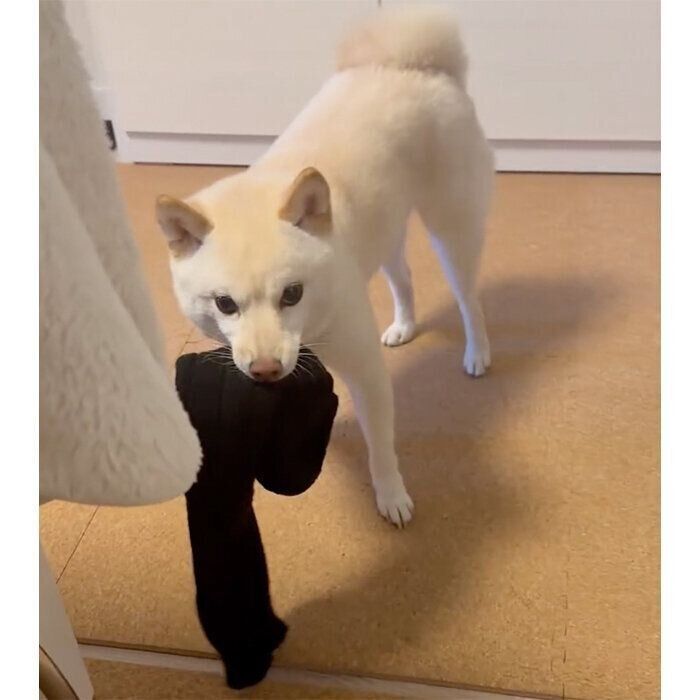 レッグウォーマーを振り回すボスくん