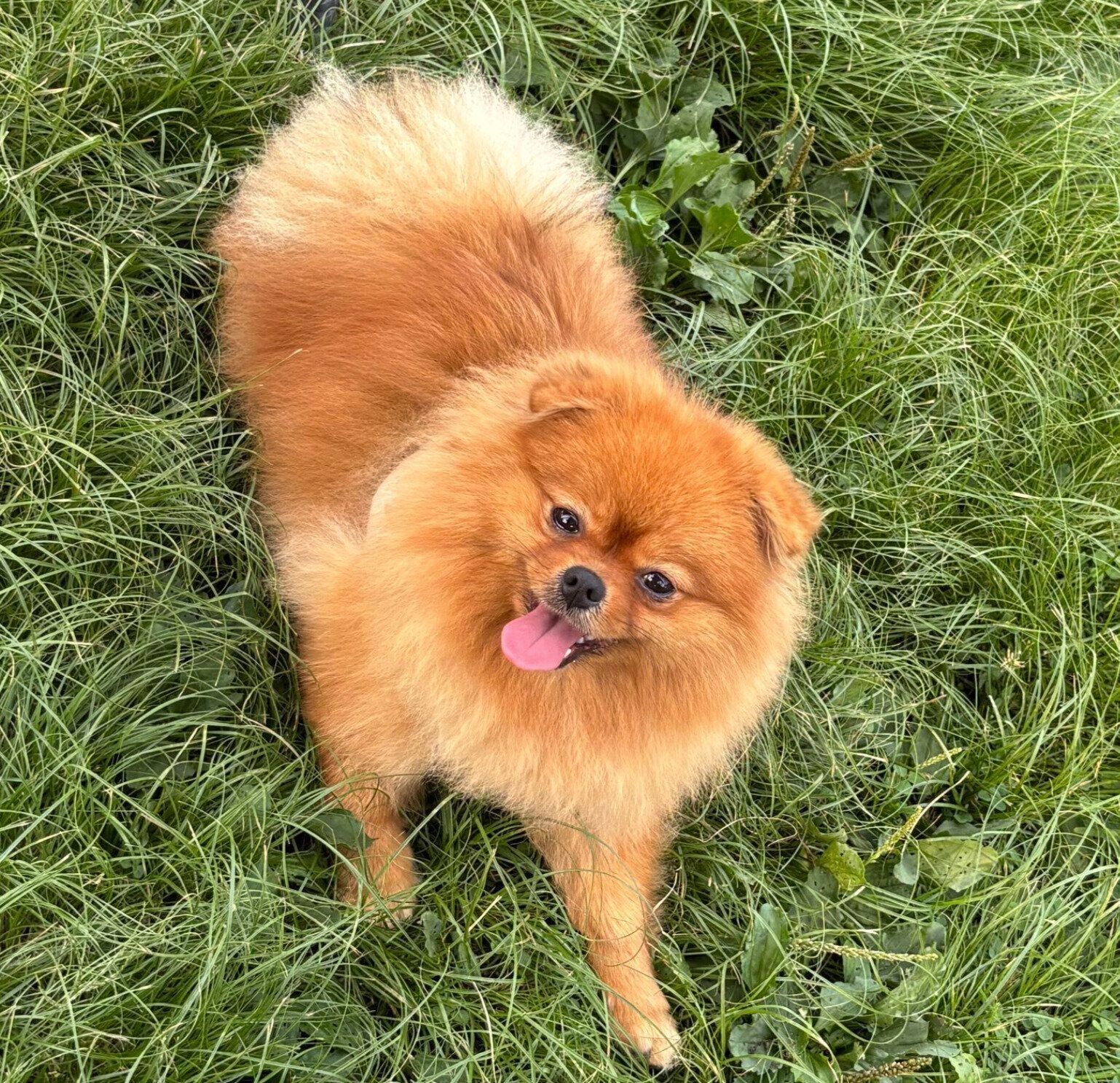 ドッグランで遊ぶたわしちゃん