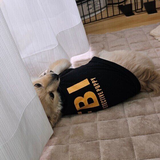 お留守番をがんばったポメラニアンの永吉くん