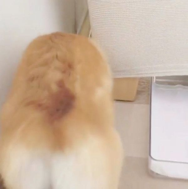 お尻がかわいいコーギー