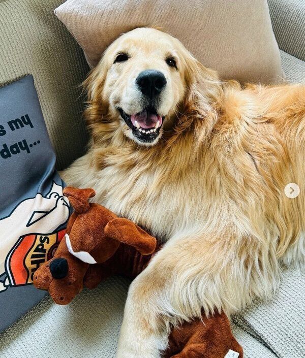 寝転がるコメちゃん