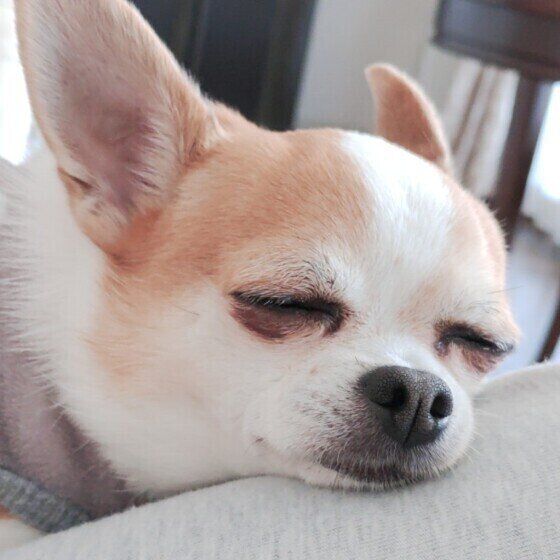 チワワのココくん