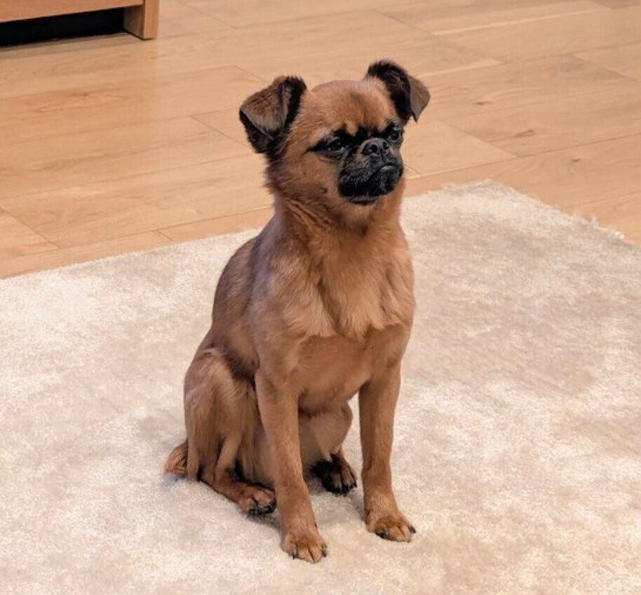 歯磨きを拒否するビノくん