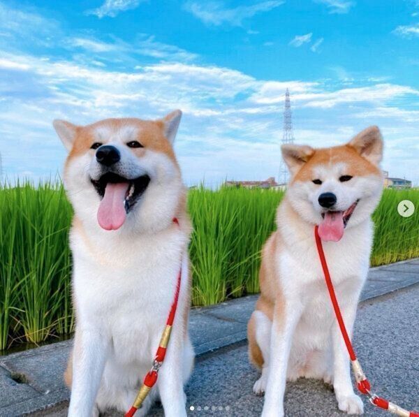お散歩するみつきちゃん、よたろうくん
