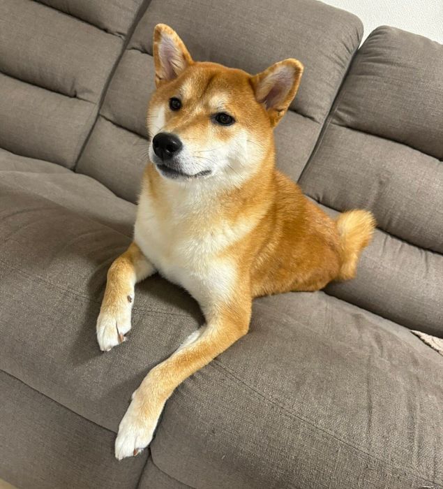 ソファでくつろぐこつぶちゃん