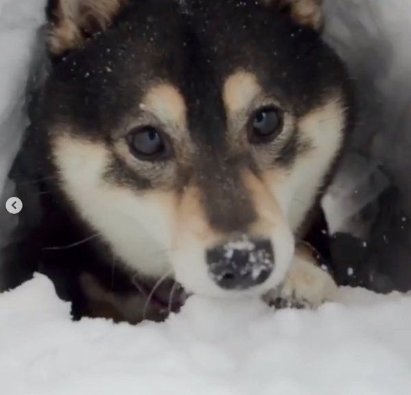 雪のトンネルで遊ぶ豆柴