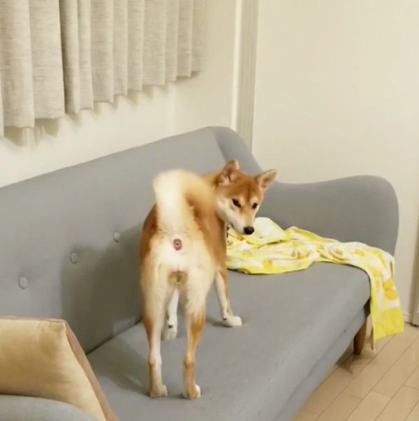 見つめる柴犬