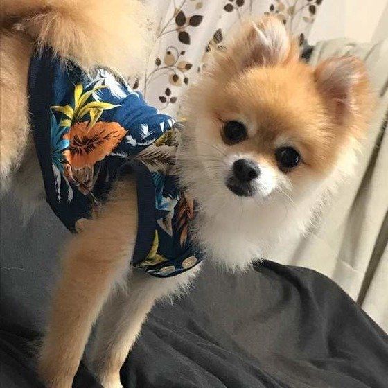 お洋服がキュート！ポメラニアンのもなかくん