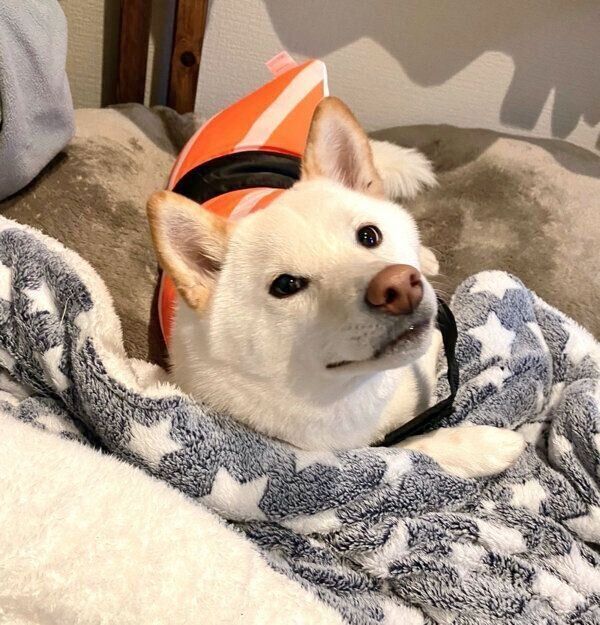 くつろぐ雪丸くん