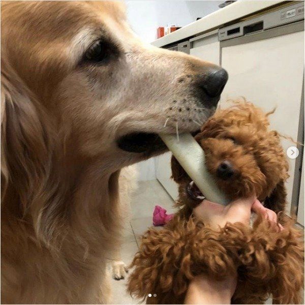 ゴールデン・レトリーバーとトイ・プードル