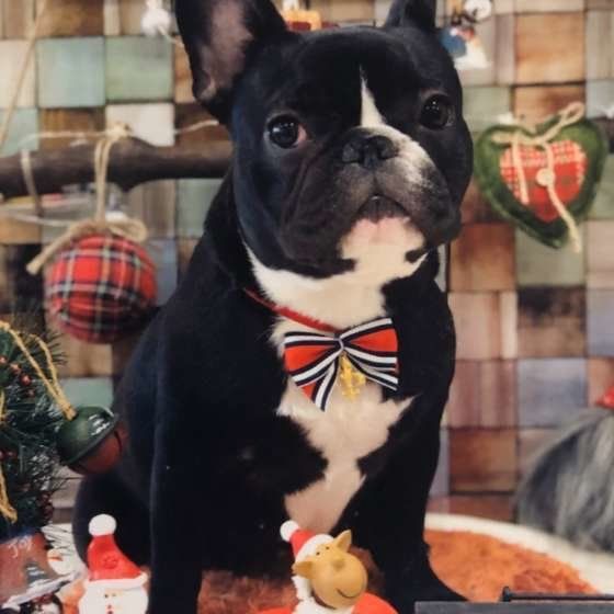 トリミングしたフレンチ・ブルドッグ