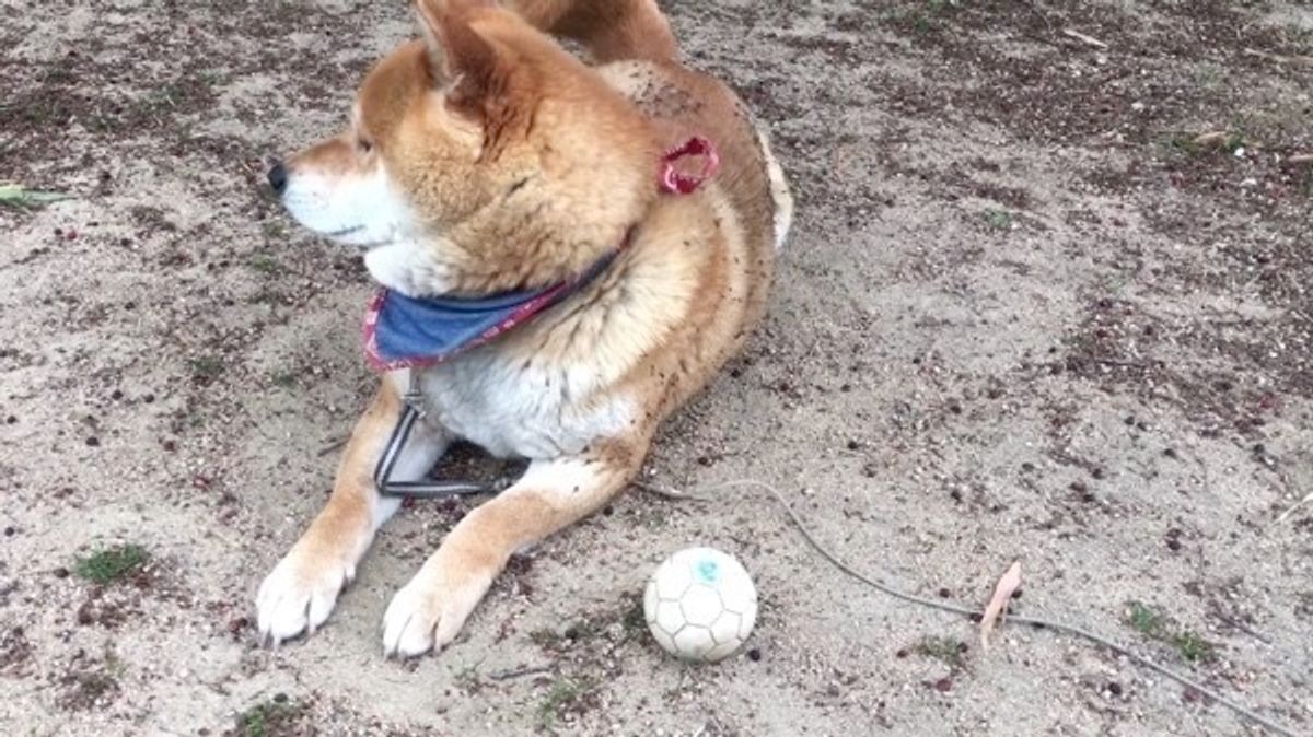 めんどくさいワン ボールを投げられても 見て見ぬふりをする柴犬 いぬのきもちweb Magazine めんどくさいワン ボールを投げられても 見て見ぬふりをする柴犬 いぬのきもちweb Magazine