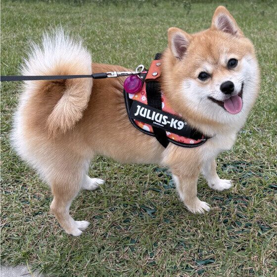 笑顔でお散歩中のワンちゃん