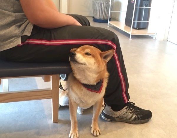 ナデナデを要求する柴犬