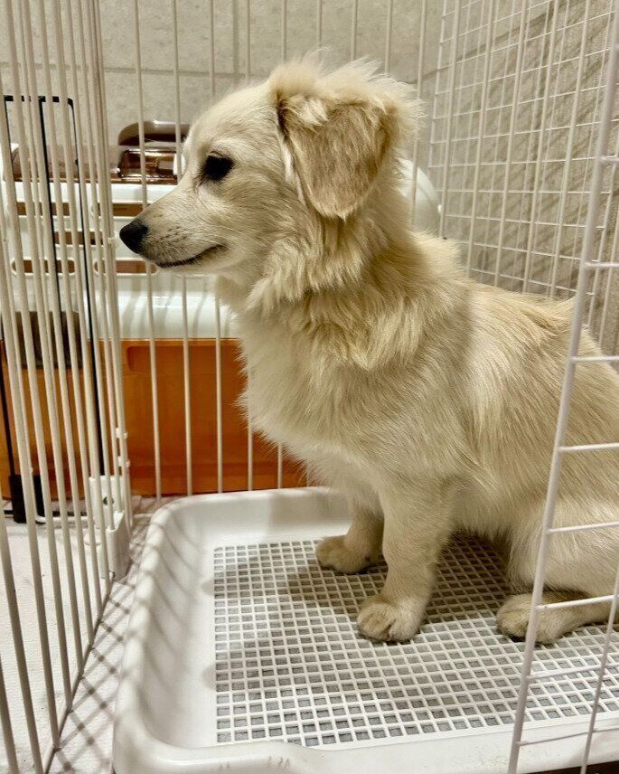 生後9カ月頃の犬