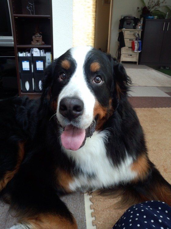 バーニーズ・マウンテン・ドッグ