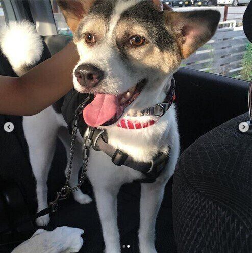 トリミングしたテリア系ミックス犬