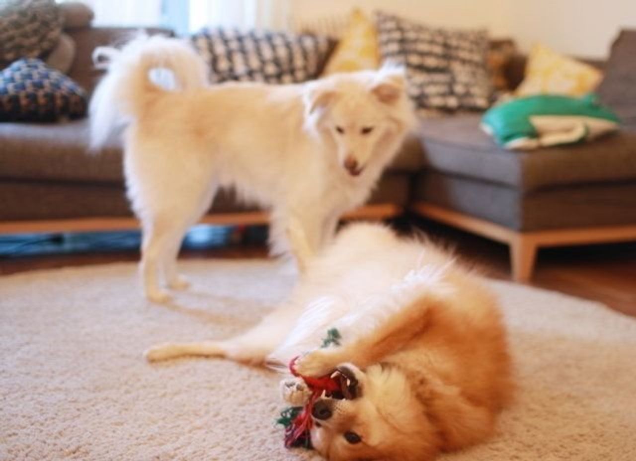 能天気なようで実は兄思いの弟 穴澤賢の犬のはなし いぬのきもちweb Magazine 能天気なようで実は兄思いの弟 穴澤賢の犬のはなし いぬのきもちweb Magazine