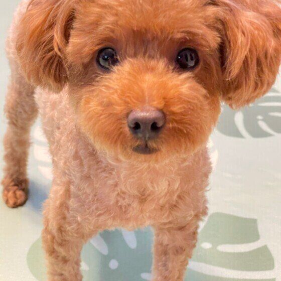 目でチラリと合図する？ 犬の「目配せ」を使ったコミュニケーション術とは いぬのきもち