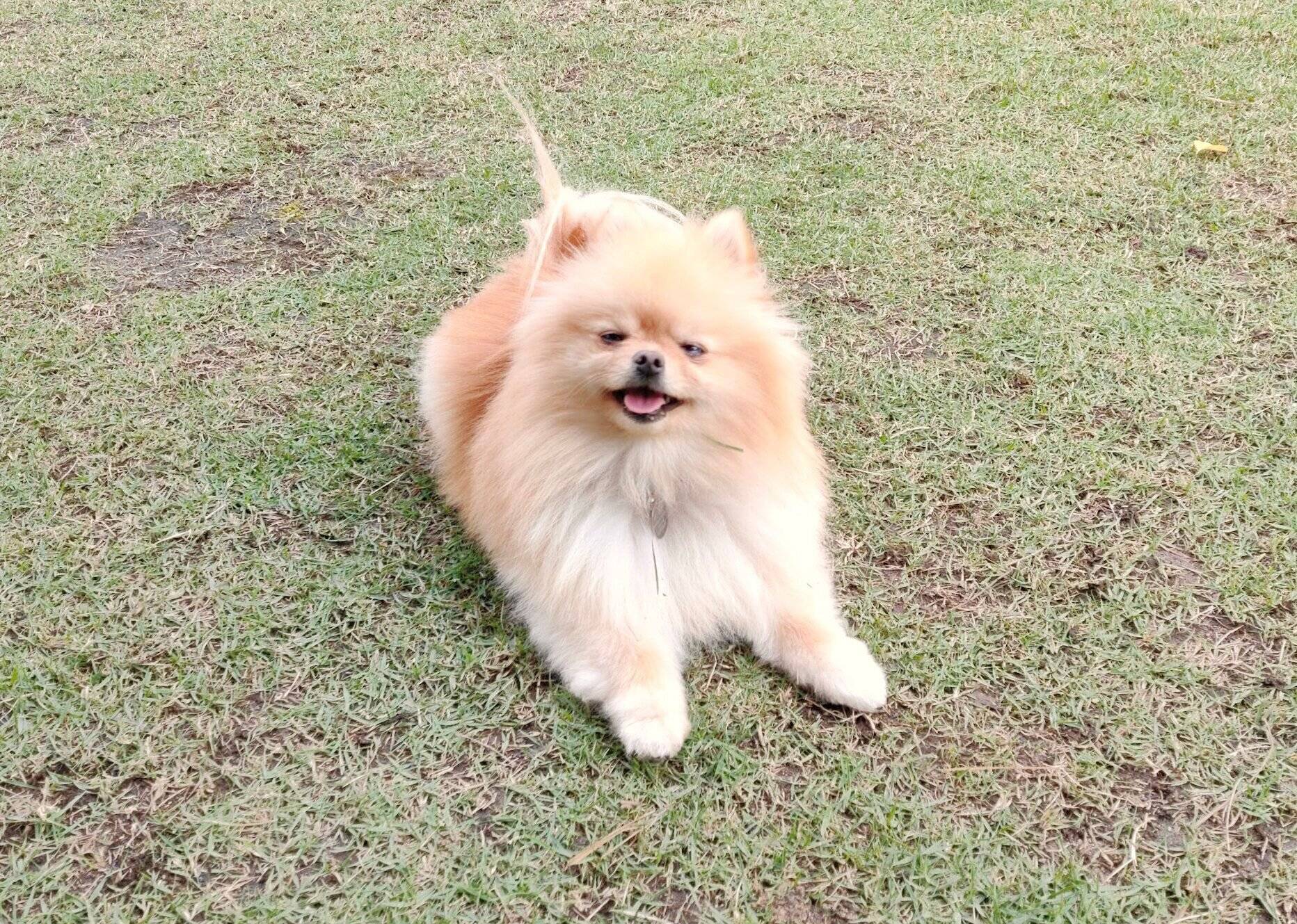 犬がなでられて目を細めるのは嬉しいから ポメラニアンぽぽちのおもしろ表情も いぬのきもちweb Magazine