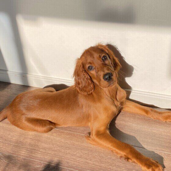 フセのポーズのアイリッシュ・セター