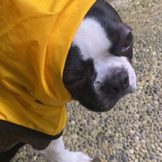 散歩するボストン・テリア