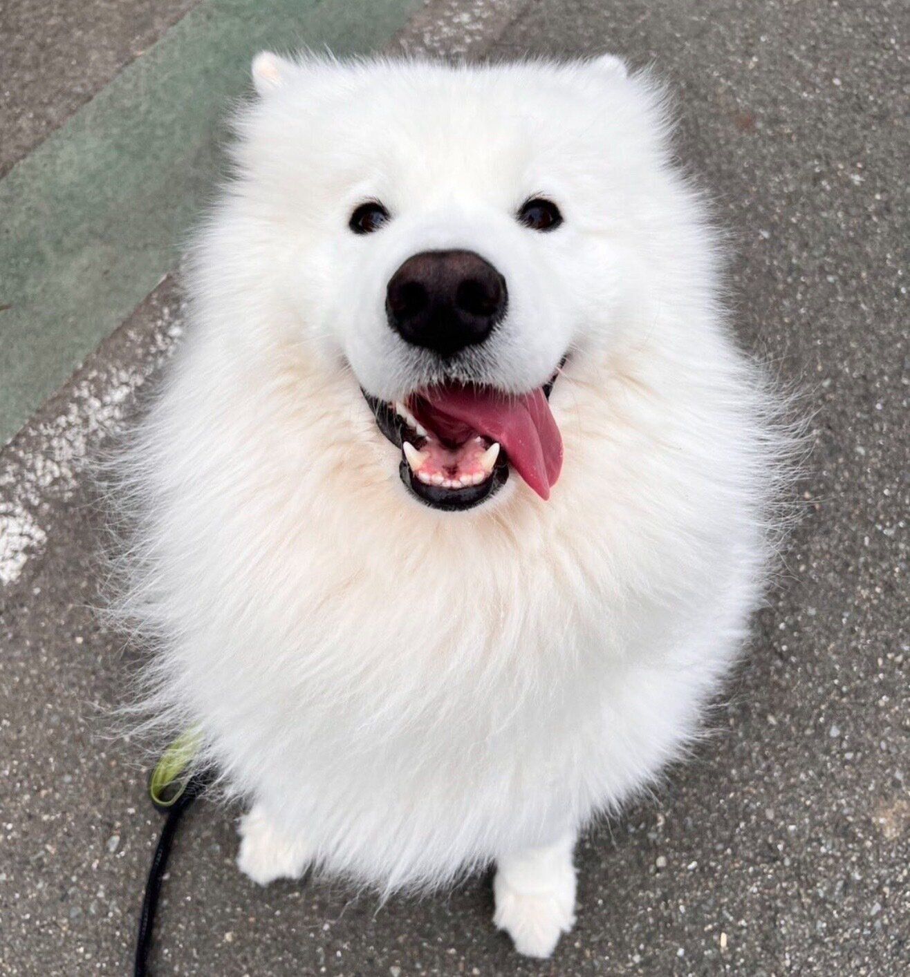 小学生8人にモフモフしてもらって大満足の「サモエドスマイル」を見せるダッツくん