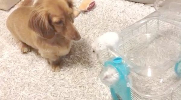 ハムスターの子守をするミニチュア・ダックスフンド