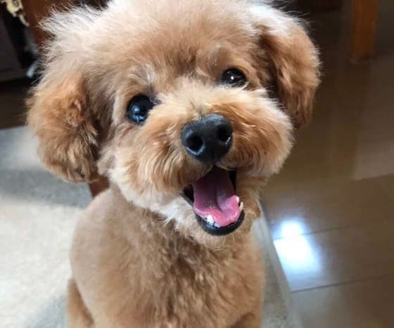 笑顔を見せるトイ・プードル