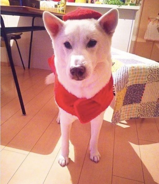 赤いベレー帽の紀州犬