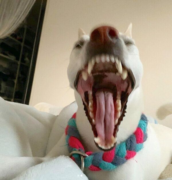 大きな口を開けるすずちゃん