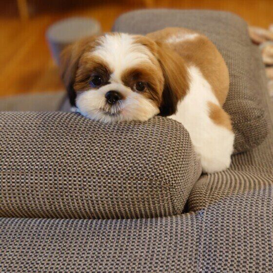 見つめるシー・ズー