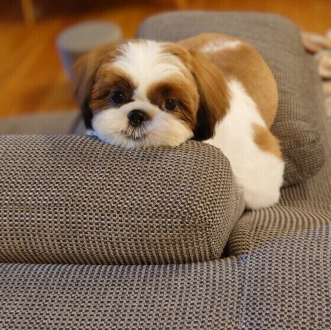 人なつっこい犬 に育てるにはどうしたらいい 子犬の頃から意識したいポイントとは 獣医師解説 いぬのきもちweb Magazine 人なつっこい犬 に育てるにはどうしたらいい 子犬の頃から意識したいポイントとは 獣医師解説 いぬのきもちweb Magazine