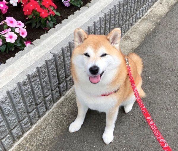 笑うまるちゃん