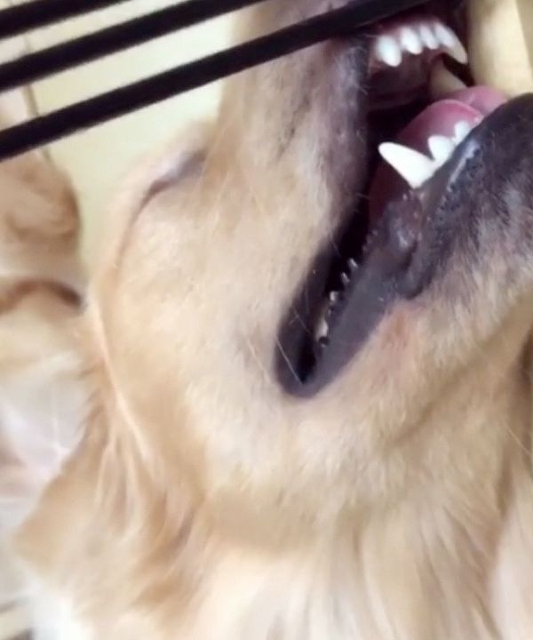 無防備な姿で寝る犬