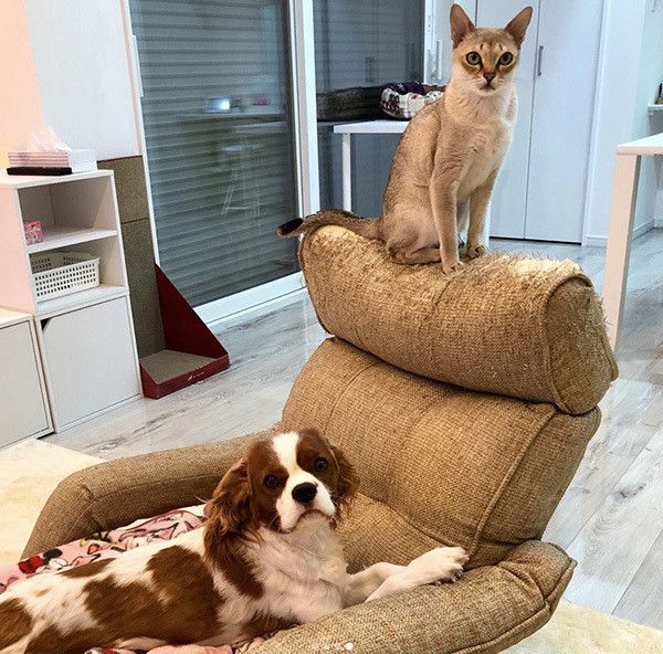 キャバリアとシンガプーラ