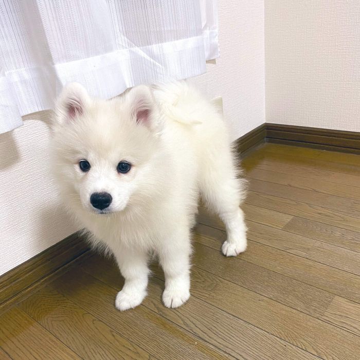 あどけない表情がかわいらしい 子犬時代の琥珀くん