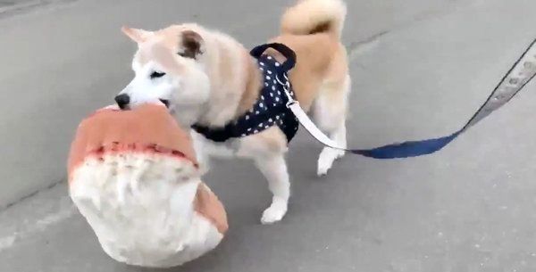 パン柄のクッションをくわえて走る小次郎くん
