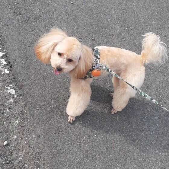 散歩するトイ・プードル