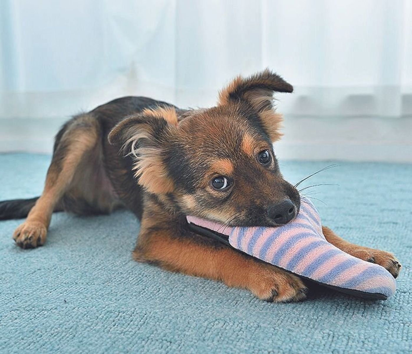 子犬の あま噛み には が効果的 噛みタイプ別 プロが教える実践テク いぬのきもちweb Magazine 子犬の あま噛み には が効果的 噛みタイプ別 プロが教える実践テク いぬのきもちweb Magazine