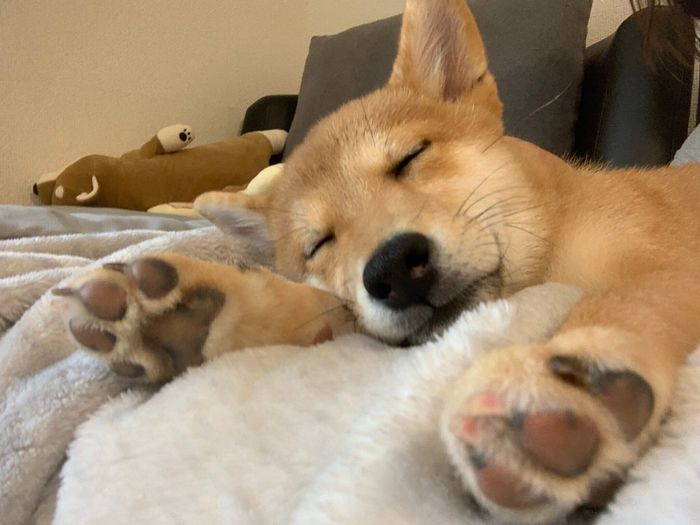 ソファでくつろぐこつぶちゃん