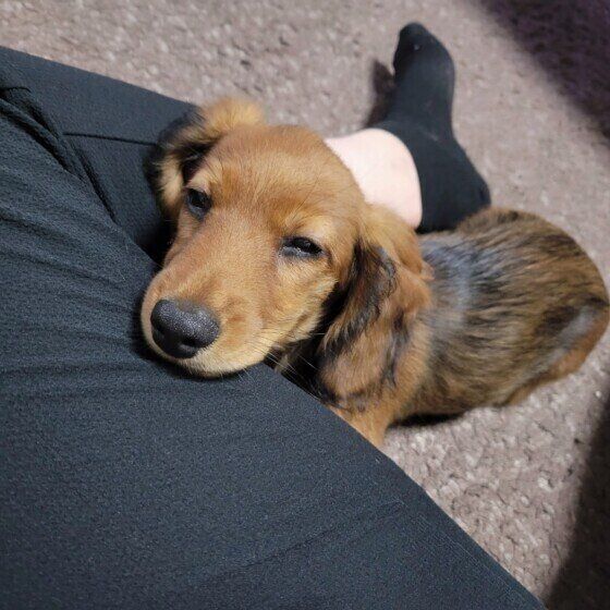 ミニチュア・ダックスフンドのロビンちゃん