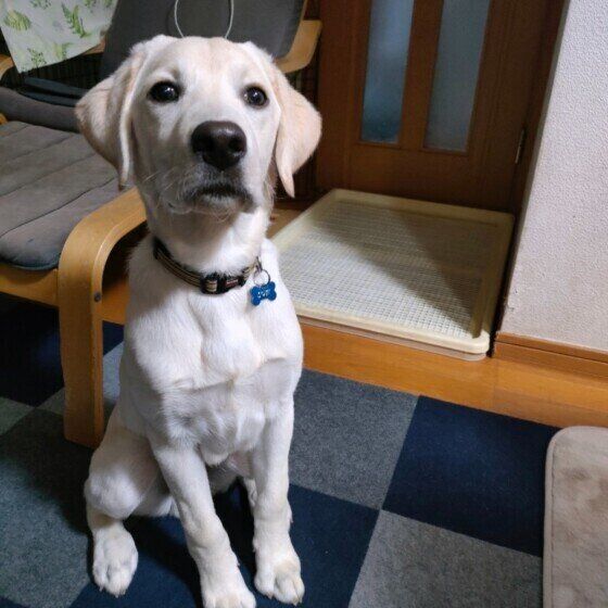 犬のドライフードとウェットフードはどう選ぶ？ ドッグフードの選び方を獣医師に聞いた いぬのきもち