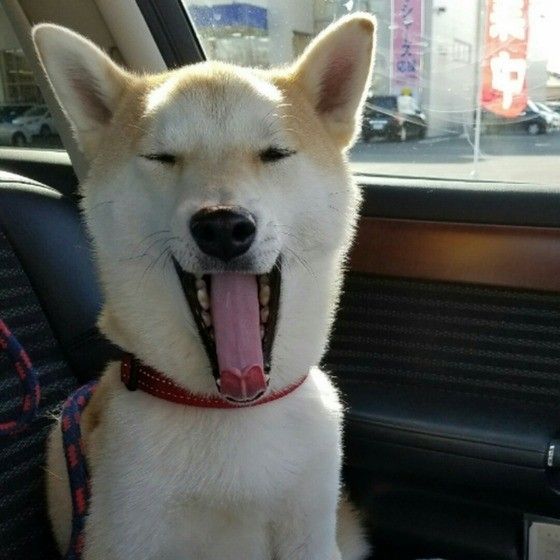 あくびをする柴犬