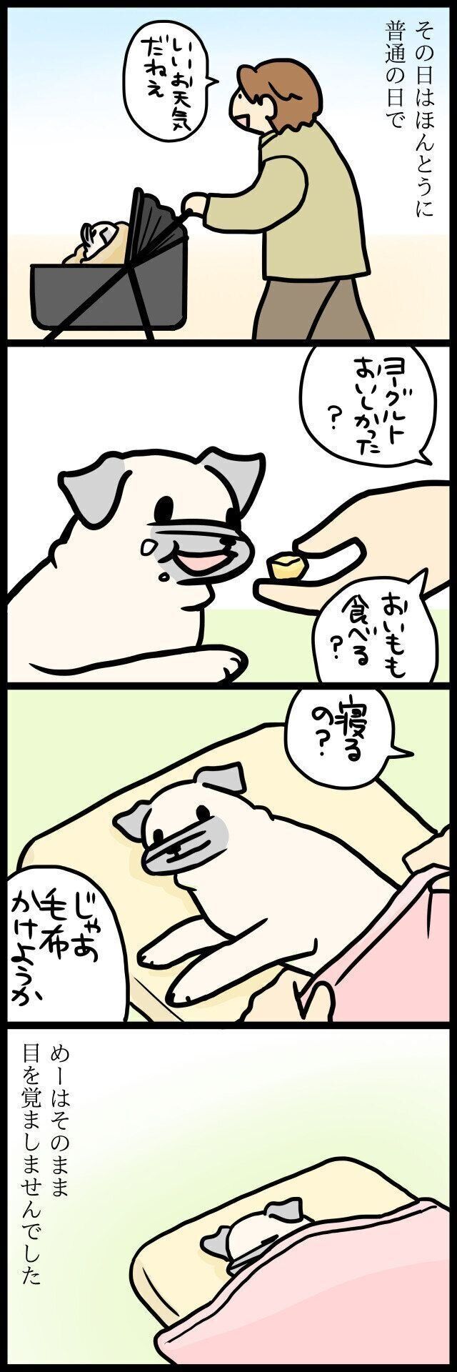 【連載】パグ犬・めー