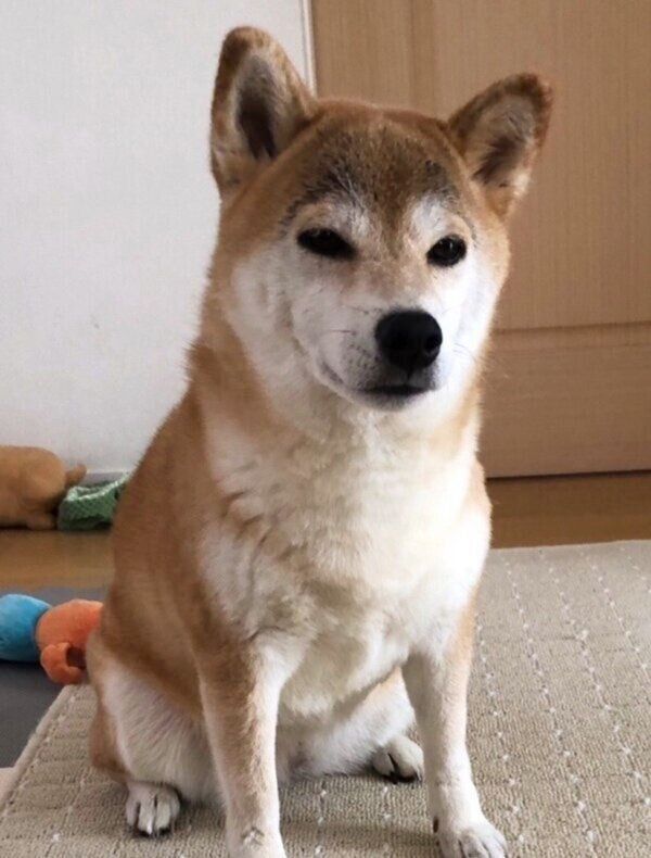 「お留守番」を告げられて落ち込むももちゃん