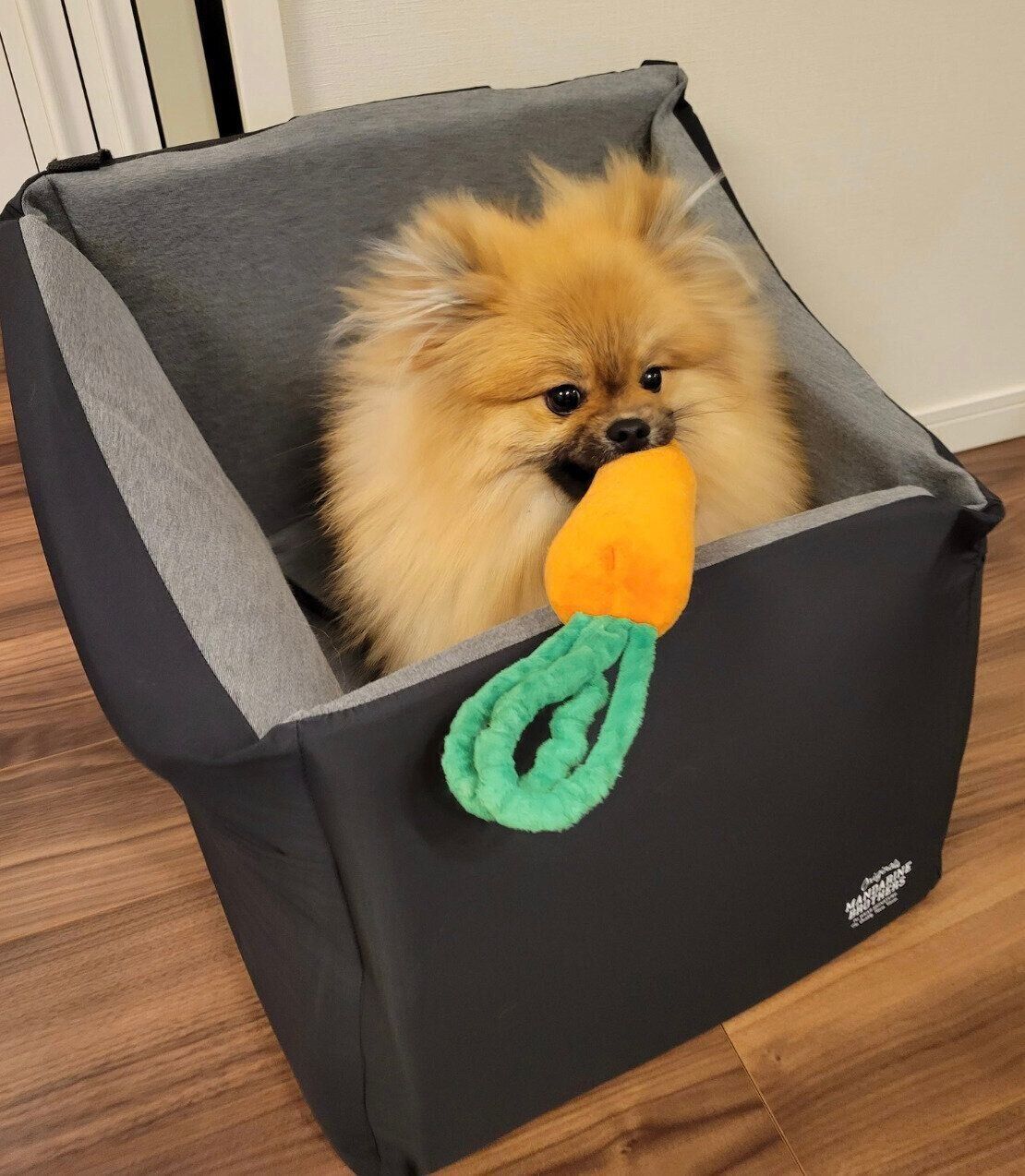 にんじんのおもちゃをくわえるポメリーくん